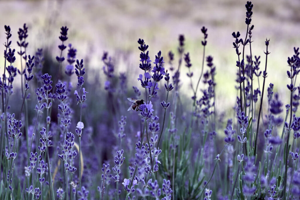 Que mettre au pied d'un figuier : 8 plantes compagnes pour un jardin méditerranéen 3