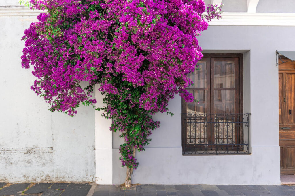Bougainvillier en fleurs colorées dans un jardin méditerranéen