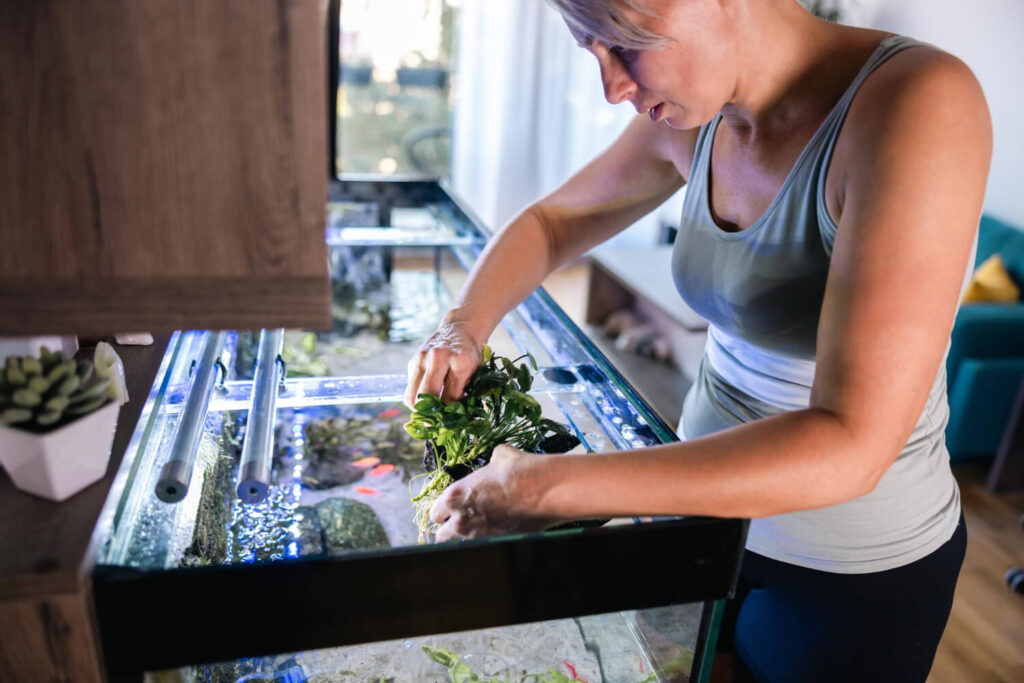 Aquariophile plantant des végétaux aquatiques dans un aquarium avec poissons