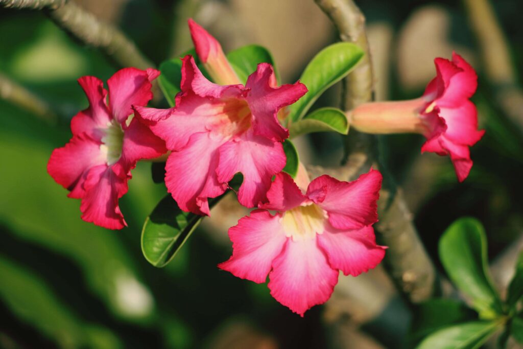 Système racinaire d'un laurier rose dans le sol avec vue en coupe