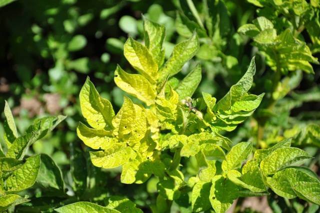Feuilles de pommes de terre qui jaunissent à la base du plant, illustrant les causes possibles comme le mildiou ou un problème d'arrosage.