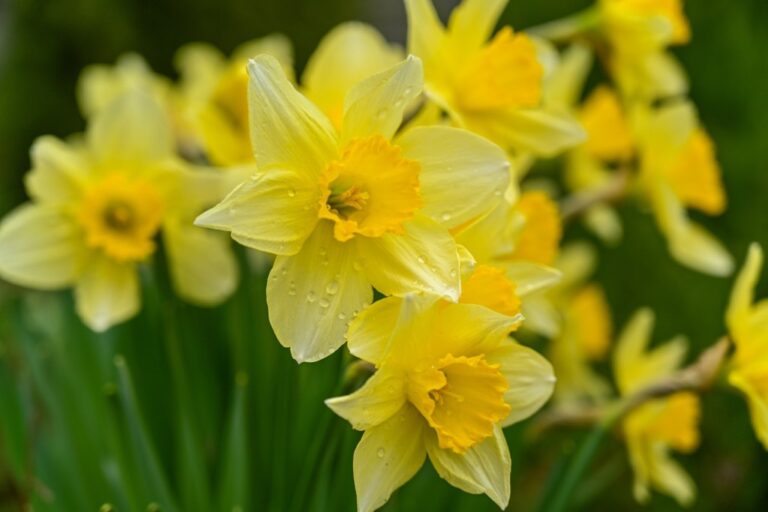 Feuilles de jonquilles