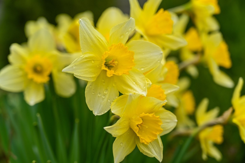 Feuilles de jonquilles