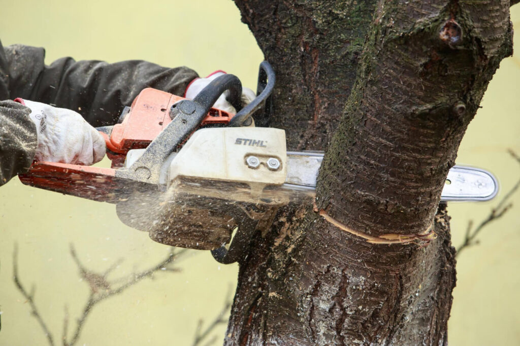 Couper un figuier : est-ce que ça porte vraiment malheur ? 3