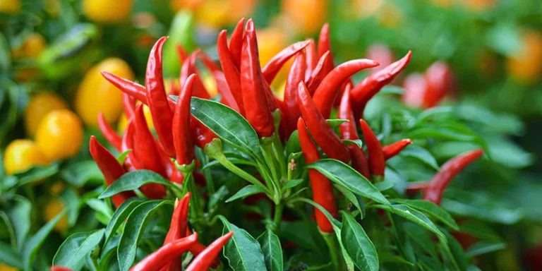 Pied de piment en pot illustrant sa durée de vie et la possibilité de l'hiverner.