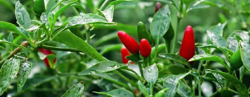 Quelle est la durée de vie d'un pied de piment ? 3