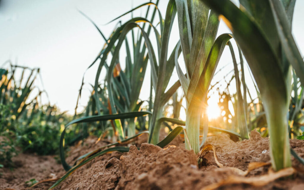 Traiter les poireaux à l'eau de Javel : dosage et risques 3 plantation de poireaux