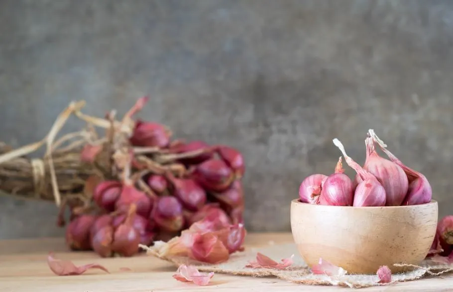 Peut-on planter des échalotes de consommation ? 3