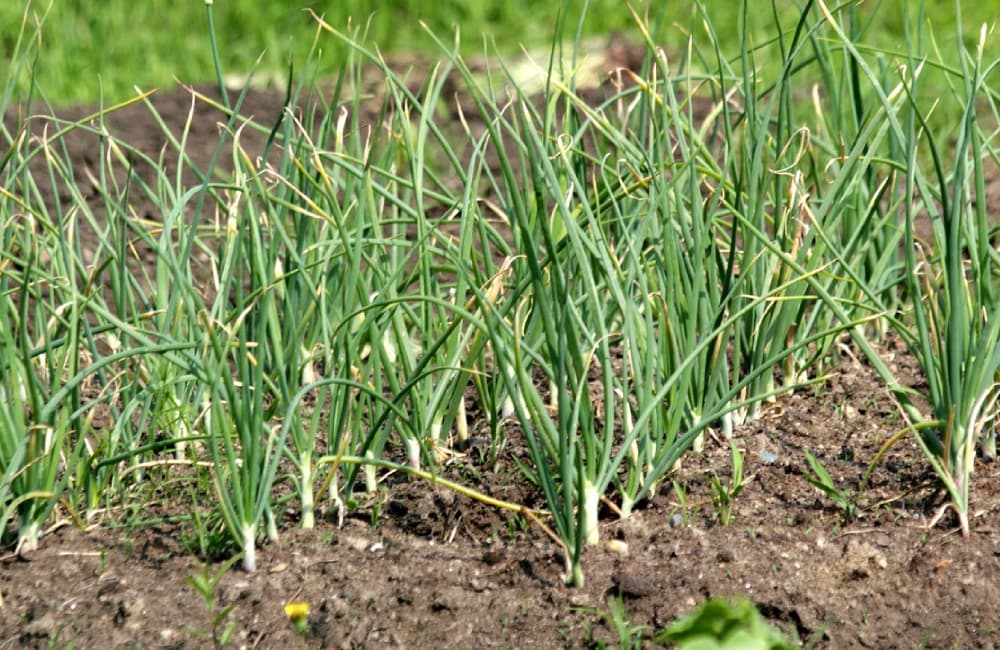 Quand faut-il nouer les feuilles d'ail ? La réponse 3 feuille d'ail