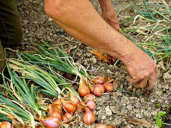 Main plantant une échalote de consommation dans un potager, se demandant si cela va fonctionner.