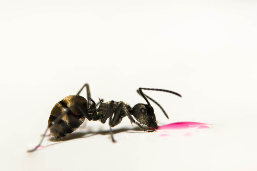 Balise Alt : Fourmis se dirigeant vers un appât en gel pour détruire un nid inaccessible dans un mur.