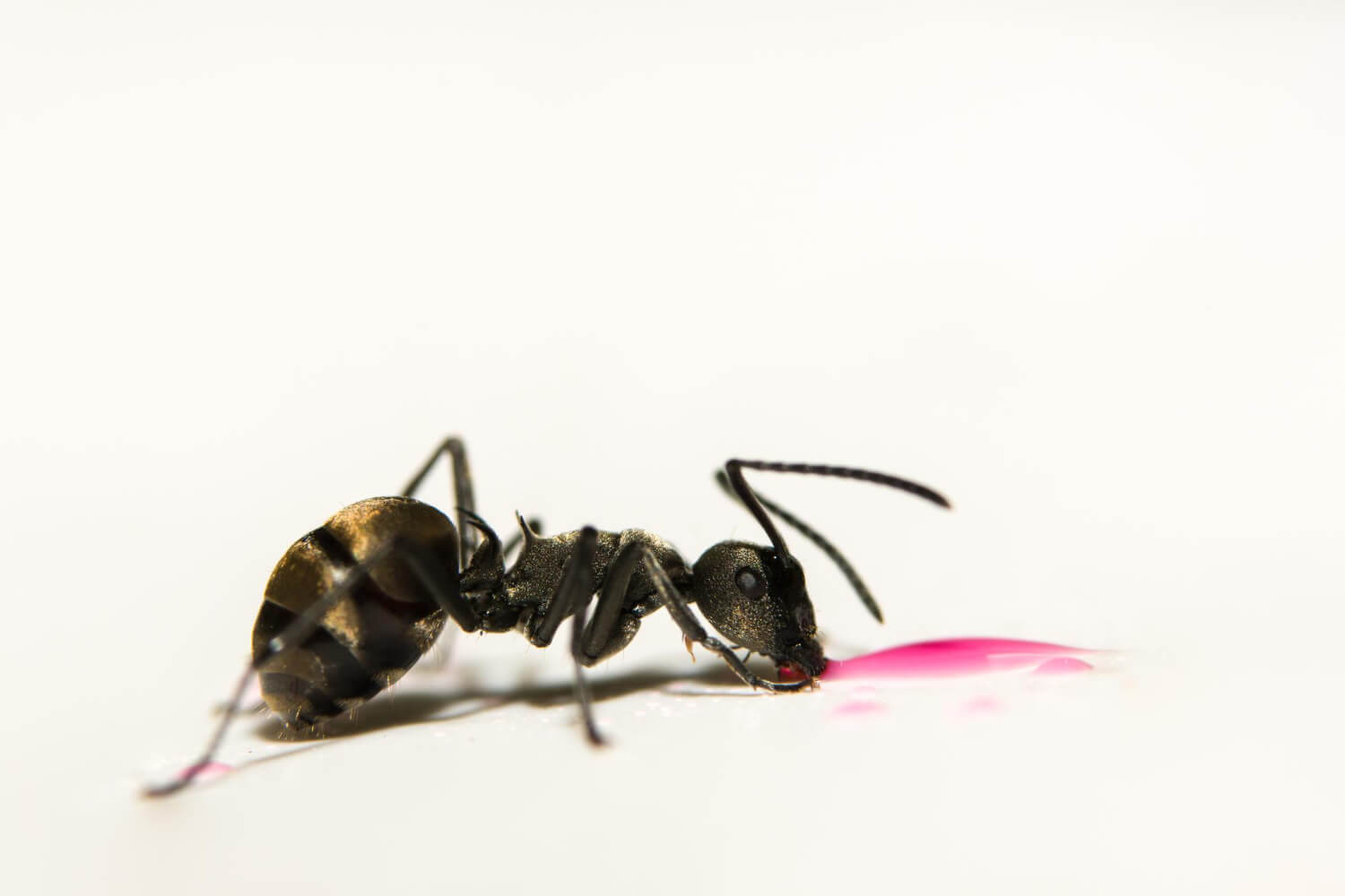 Comment détruire un nid de fourmis inaccessible ? EspritBrico — free download