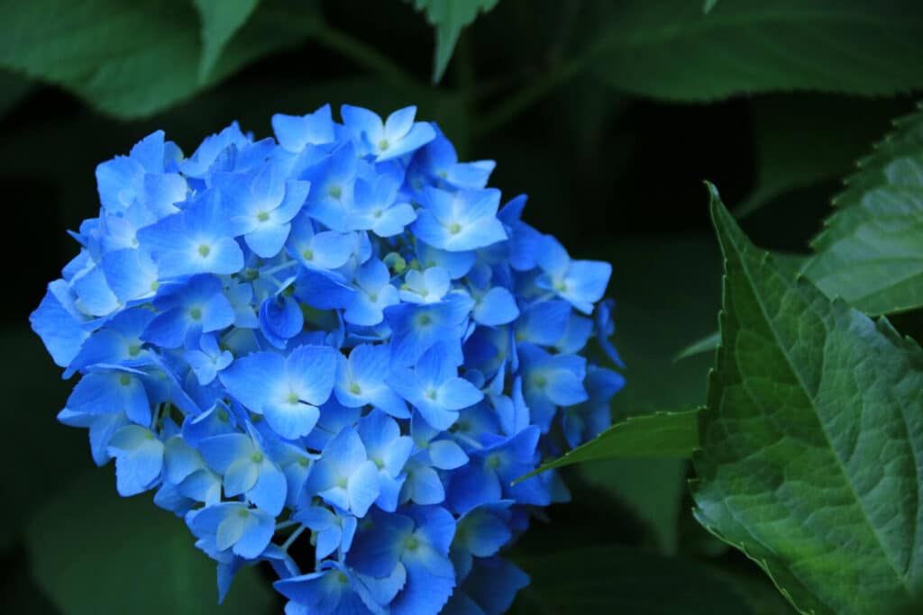 hortensia (Hydrangea) bleu