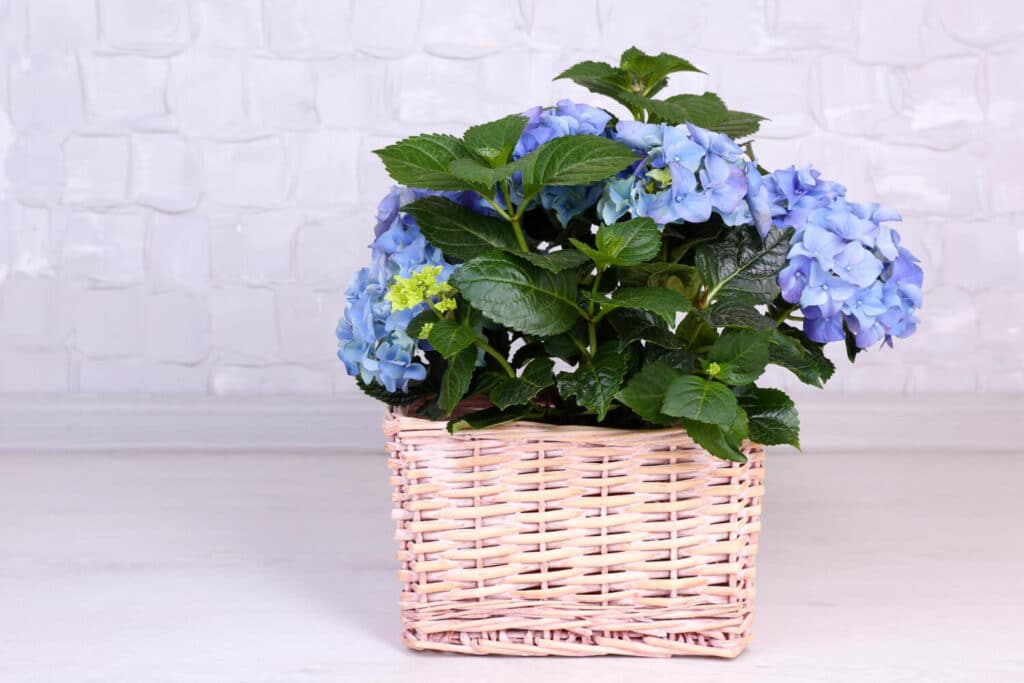 Gros plan sur un hortensia bleu éclatant dans un pot
