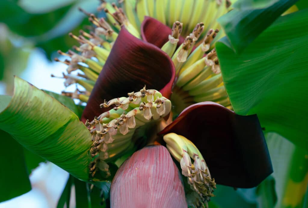 bananier en fleur