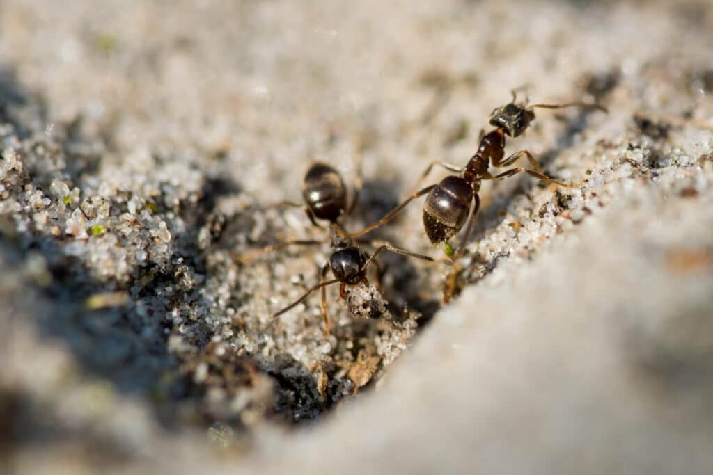 Comment détruire un nid de fourmis inaccessible ? 3 nid de fourmis