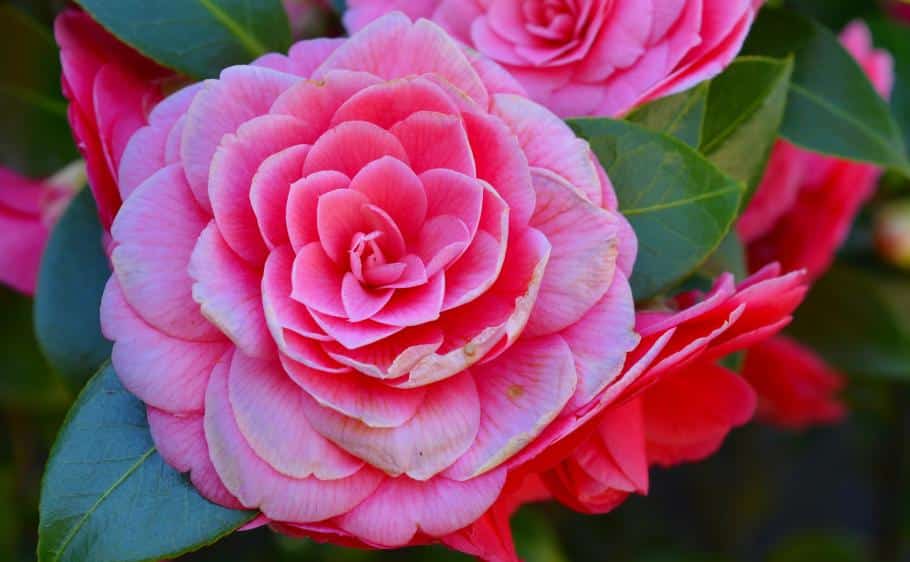 Camélia en fleur dans un pot, illustrant les difficultés pour le garder à l'intérieur.
