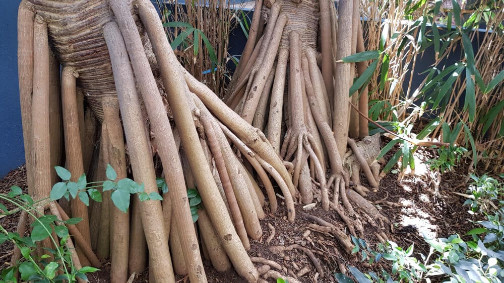 Rhizomes de bambou traçant courant le long d'un mur de fondation d'une maison.