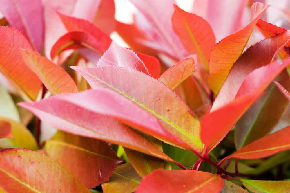 Gros plan sur des feuilles de photinia présentant des taches pourpres et un début de jaunissement.