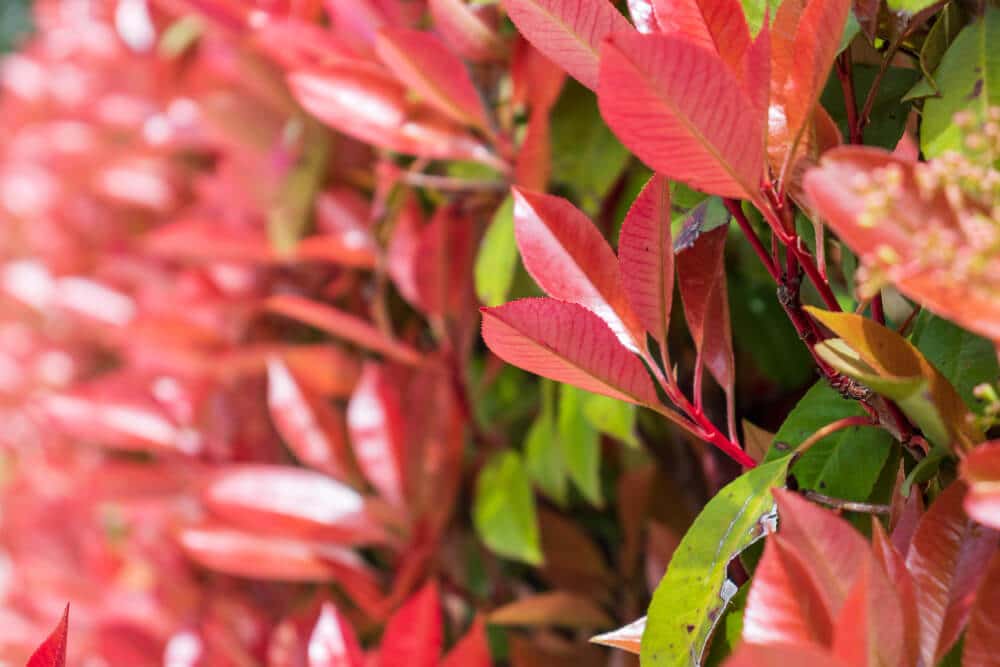 Mon photinia perd ses feuilles : que faire ? 3