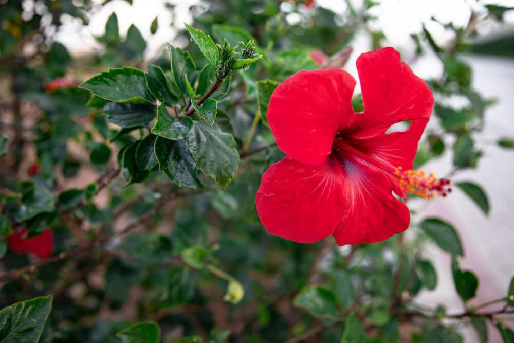 Mon hibiscus a gelé : est-il mort et comment le sauver ? 2 hibiscus