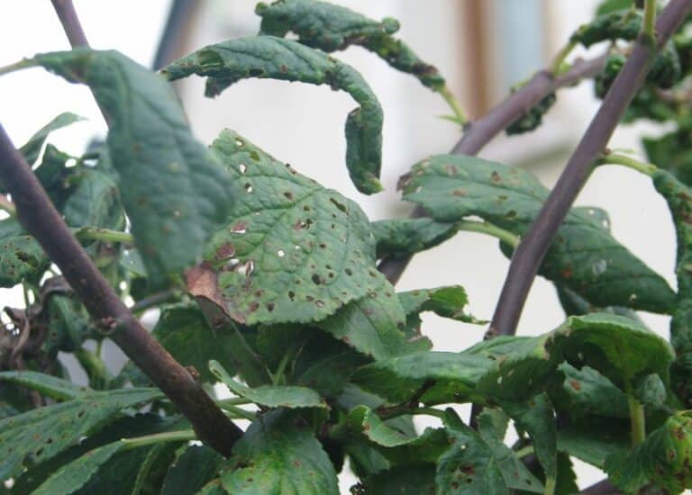 Gros plan sur des feuilles de mirabellier recroquevillées et déformées par une attaque de pucerons.