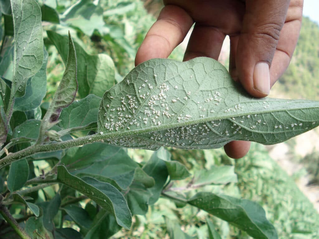 Gros plan sur une feuille de tomate infestée de petites mouches blanches (aleurodes) sur sa face inférieure.
