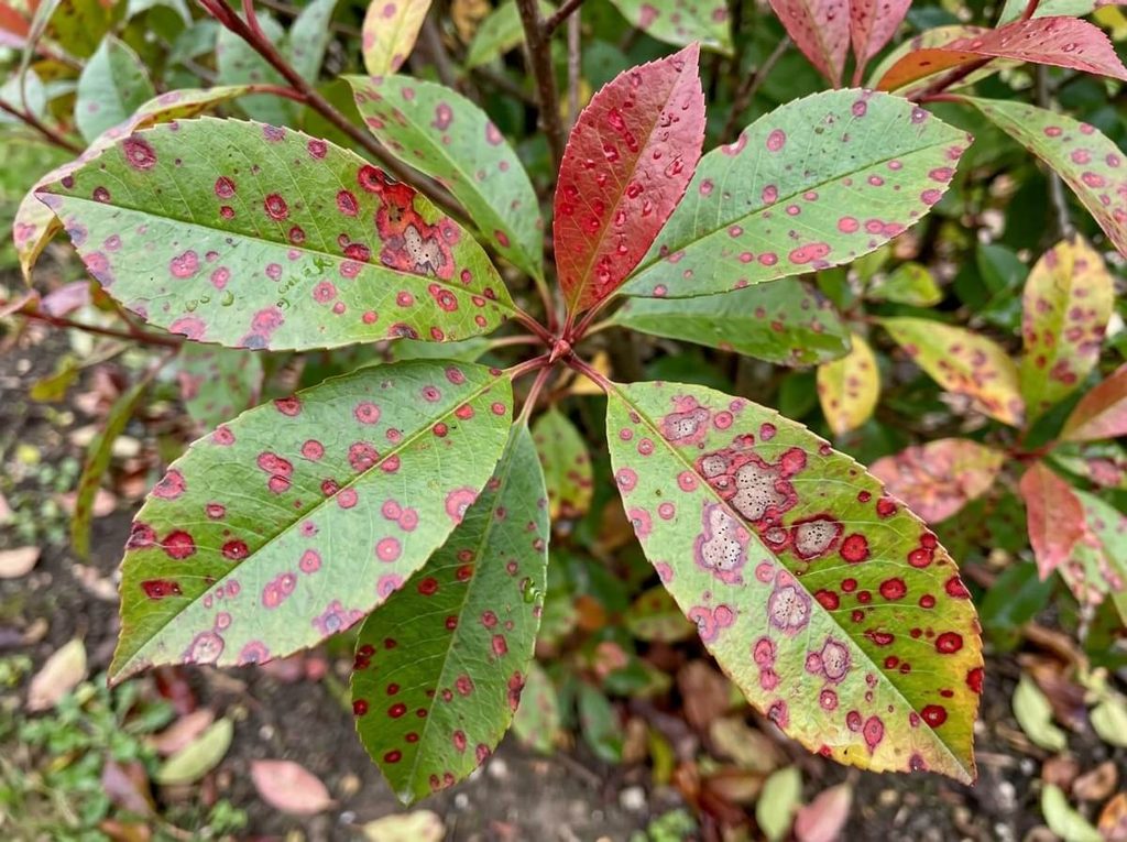 Photinia qui perd ses feuilles : causes et traitements 3 Feuilles de photinia couvertes de taches rouges circulaires caractéristiques de l'entomosporiose.