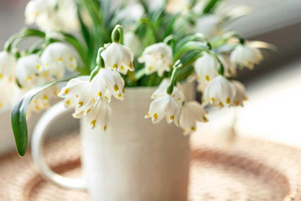 Peut-on planter un brin de muguet sans racine (celui du 1er mai) ? 3