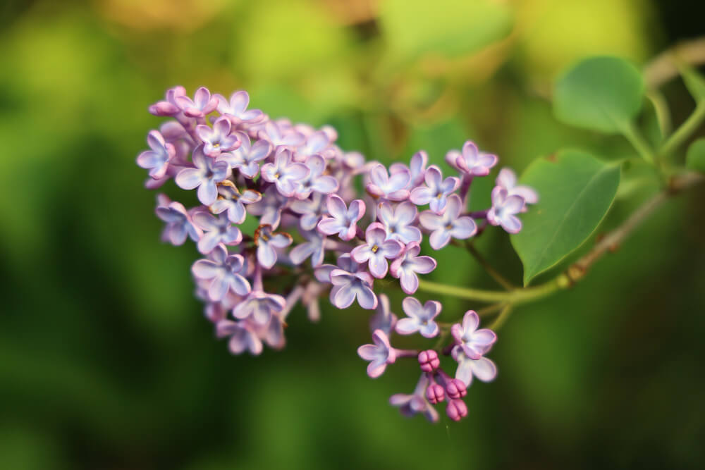 Lilas des Indes