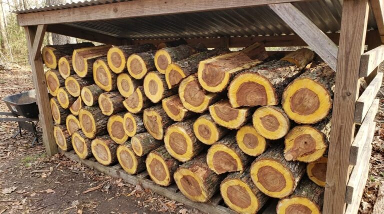 Tas de bois de mimosa récemment fendu et empilé sous abri pour le séchage, montrant la couleur jaune caractéristique de l'aubier