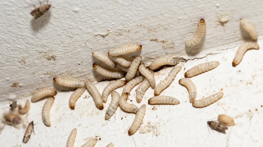 Gros plan sur des larves blanches (asticots) rampant sur un plafond blanc de cuisine, signe d'infestation de mites alimentaires