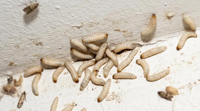 Gros plan sur des larves blanches (asticots) rampant sur un plafond blanc de cuisine, signe d'infestation de mites alimentaires