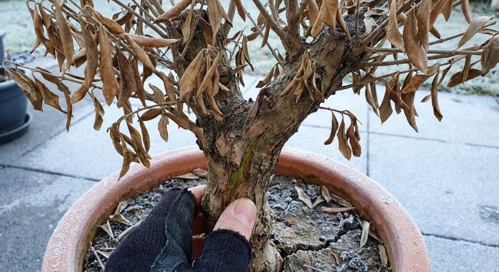Olivier en pot ayant subi le gel avec un feuillage entièrement brun et sec, examen de l'écorce pour voir s'il est vivant