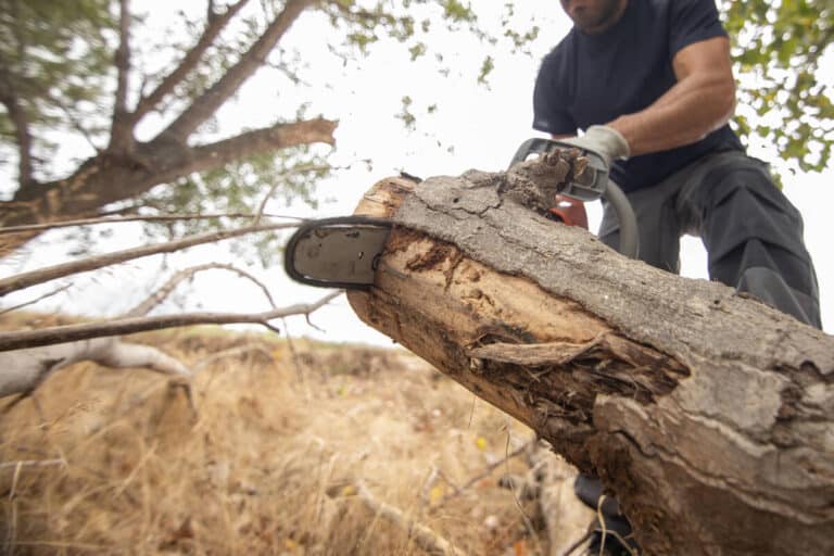Élagueur paysagiste procédant à l'abattage sécurisé d'un grand arbre dans un jardin.