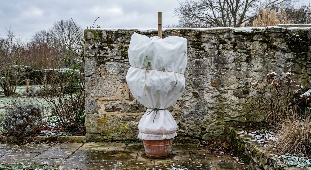 Citronnier emballé dans un voile d'hivernage blanc contre un mur en pierre en hiver.